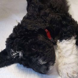 Bernedoodle Puppies from BellaDoodles