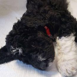 Bernedoodle Puppies from BellaDoodles