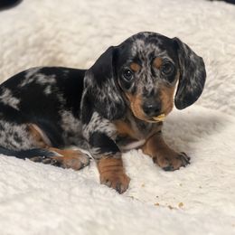Dachshund Puppies from Wildflower Weenies