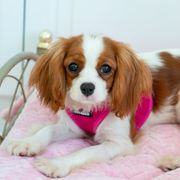Cavachon Puppies from Liberty Pups