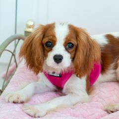 Cavachon Puppies from Liberty Pups