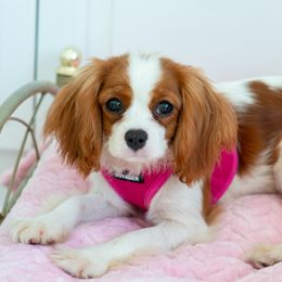 Cavachon Puppies from Liberty Pups