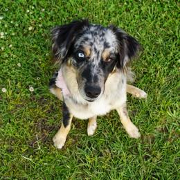 Dolly - Australian Shepherd