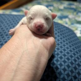 Boy 1 - White male Pomsky puppy in Spring Hill, Florida from www.PuppyTimeEmporium.com