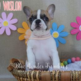 Jo Wilson - Fawn and white female French Bulldog puppy in Loxahatchee, Florida from Blue Wonder Frenchies