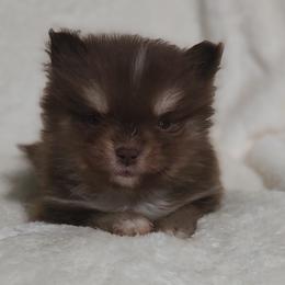 Pomsky Puppies from Puppy Pack