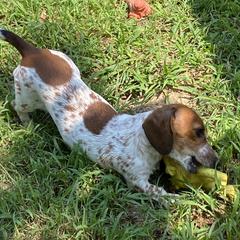 Annie - Dachshund