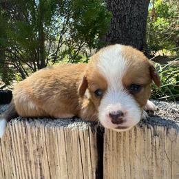 Roy - Sable and white male Cardigan Welsh Corgi puppy in Wekiwa Springs, Florida from It is Corgiland