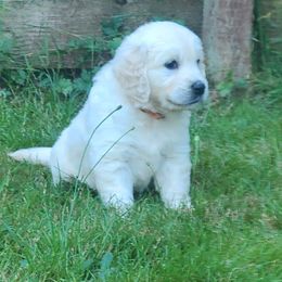 Australian Shepherd, Golden Retriever, and Mastiff Puppies from Barking Creek Ranch