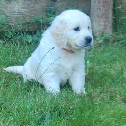 Australian Shepherd, Golden Retriever, and Mastiff Puppies from Barking Creek Ranch
