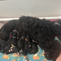 Green Collar Girl 2 - Black and white female Portuguese Water Dog puppy in Ocala, Florida from Aguas De Seda PWD