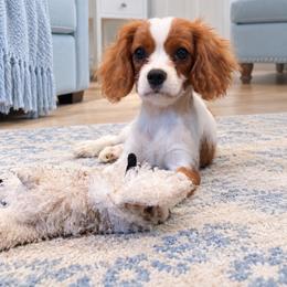 Valentino - Blenheim male Cavalier King Charles Spaniel puppy in Mount Dora, Fl, Florida from Breezy Palms Cavaliers