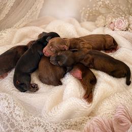 Hope - Black and tan female Dachshund puppy in Riverton, Wyoming from Wild Rose Ridge Doxies