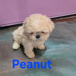 Peanut - Cream and white male Shih Tzu puppy in Neosho, Missouri from Cooley's Cuddle Pups