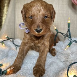Tinsel - Red female Bernedoodle puppy in Greenville, South Carolina from Halo BerneDo