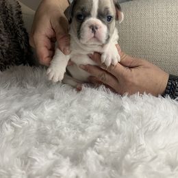 French Bulldog Puppies from NC French Kiss-A-Bulls
