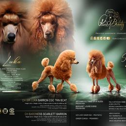 Poodle puppies from Paws Of Beauty