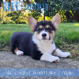 Reef - Black and tan male Pembroke Welsh Corgi puppy in Pine Village, Indiana from NL Horsemanship