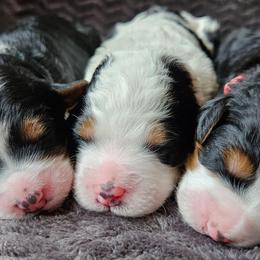Bingo - Tri-color female Bernedoodle puppy in Granton, Wisconsin from Rose River Farms