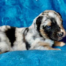 Red collar - Blue merle male Miniature Australian Shepherd puppy in 32046, Florida from River Hill Ranch