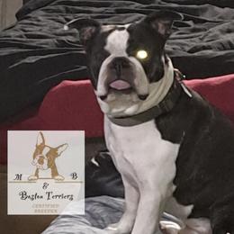 Sir Damien Keeper of Hearts - Black brindle and white male Boston Terrier puppy in Colorado Springs, Colorado from M&Bs Boston Terriers
