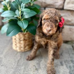 Girl 2 - Parti female Poodle puppy in Mc Bain, Michigan from The Dog House