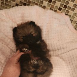 Pomeranian Puppies from Sherlock’s Poms