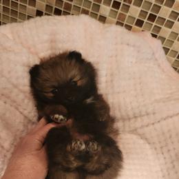 Pomeranian Puppies from Sherlock’s Poms