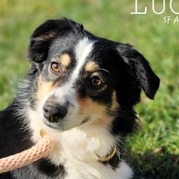 Lucy - Miniature Australian Shepherd