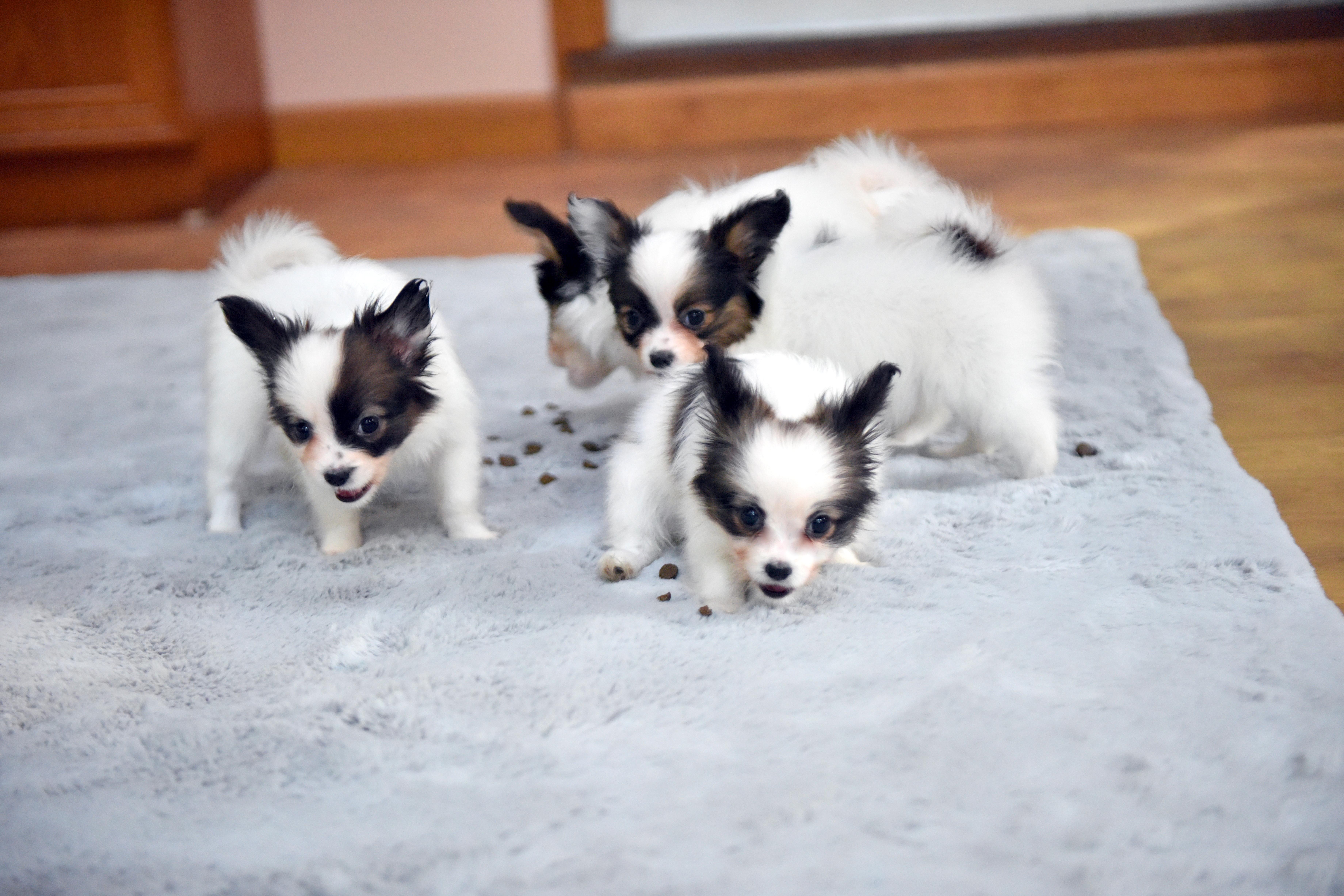 Deanna's Papillons in New Hampshire | Papillon puppies | Good Dog