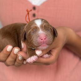 Paisley - Caramel female Australian Labradoodle puppy in Morgan Hill, California from Loving Labradoodles