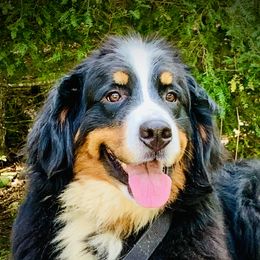 Mocha - Bernese Mountain Dog