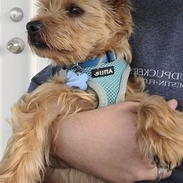 Yorkshire Terriers from Yoyo Kisses