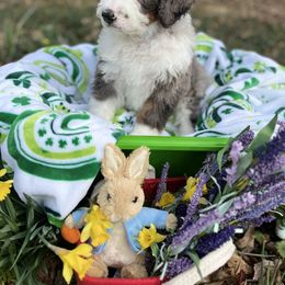 Bernedoodle Puppies from Doodles & Spice