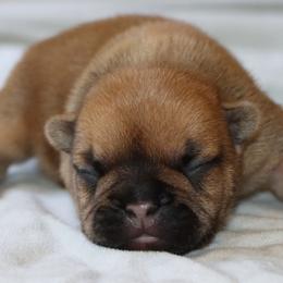 French Bulldog puppies from JP Ranch Bulldogs