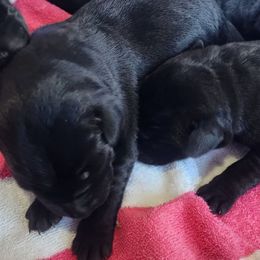 1st Pick Black Male - Black male Labrador Retriever puppy in Crockett, Texas from Cross Creek Kennels, Inc