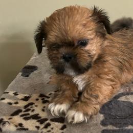 Reyes - Purple Collar Female - Golden female Lhasa Apso puppy in Greensboro, North Carolina from Koenigplatz Kennel