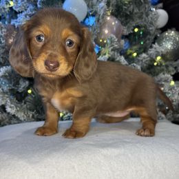 Hailey - Chocolate and tan female Dachshund puppy in Mountain Grove, Missouri from Happy Hounds and More🐾