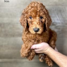 Jax - Red  male Poodle puppy in Abilene, Texas from Mesquite Kennels