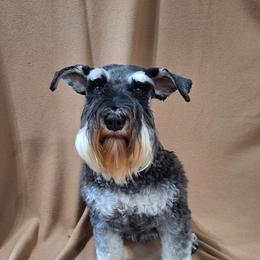 Ivy - Miniature Schnauzer