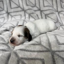 Cream Piebald Longhair Boy - Piebald male Dachshund puppy in Pauls Valley, Oklahoma from Simply Happy Dachshunds