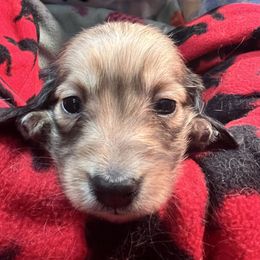 Dachshund puppies from MCS Dachshunds