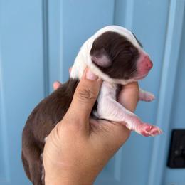 Brown and White - Brown and white male Aussiedoodle puppy in Spring Hill, Florida from Pawprint Dreams Boarding and Kennel