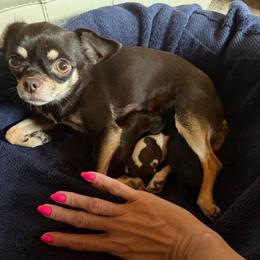 Bentley - Chihuahua