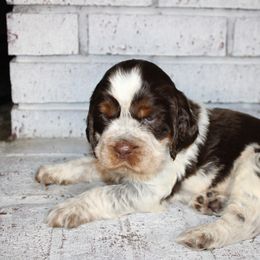 Boy 1 - English Springer Spaniel puppy in Swainsboro, Georgia from Sweet Georgia Springers