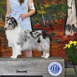 Shetland Sheepdogs from StarsAlign kennels