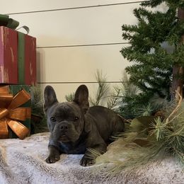 Boy 1 - Blue French Bulldog puppy in Watkinsville, Georgia from Tara's Frenchies