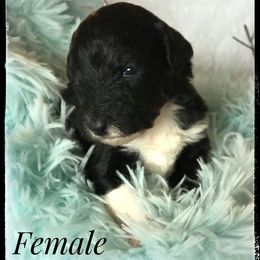 Aussiedoodle and Australian Shepherd Puppies from Dunroamin Farms Australian Shepherds and Aussiedoodles