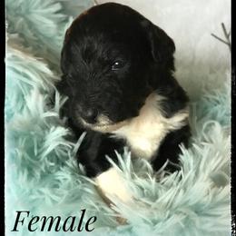 Aussiedoodle and Australian Shepherd Puppies from Dunroamin Farms Australian Shepherds and Aussiedoodles