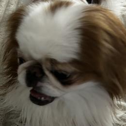 Japanese Chin Puppies from CindyLynnsChins